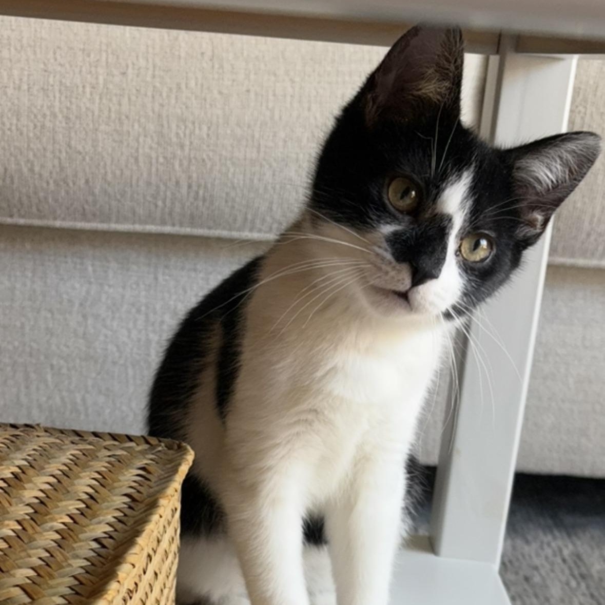 Mittens, an adopted Domestic Short Hair in Weehawken, NJ image 5/6