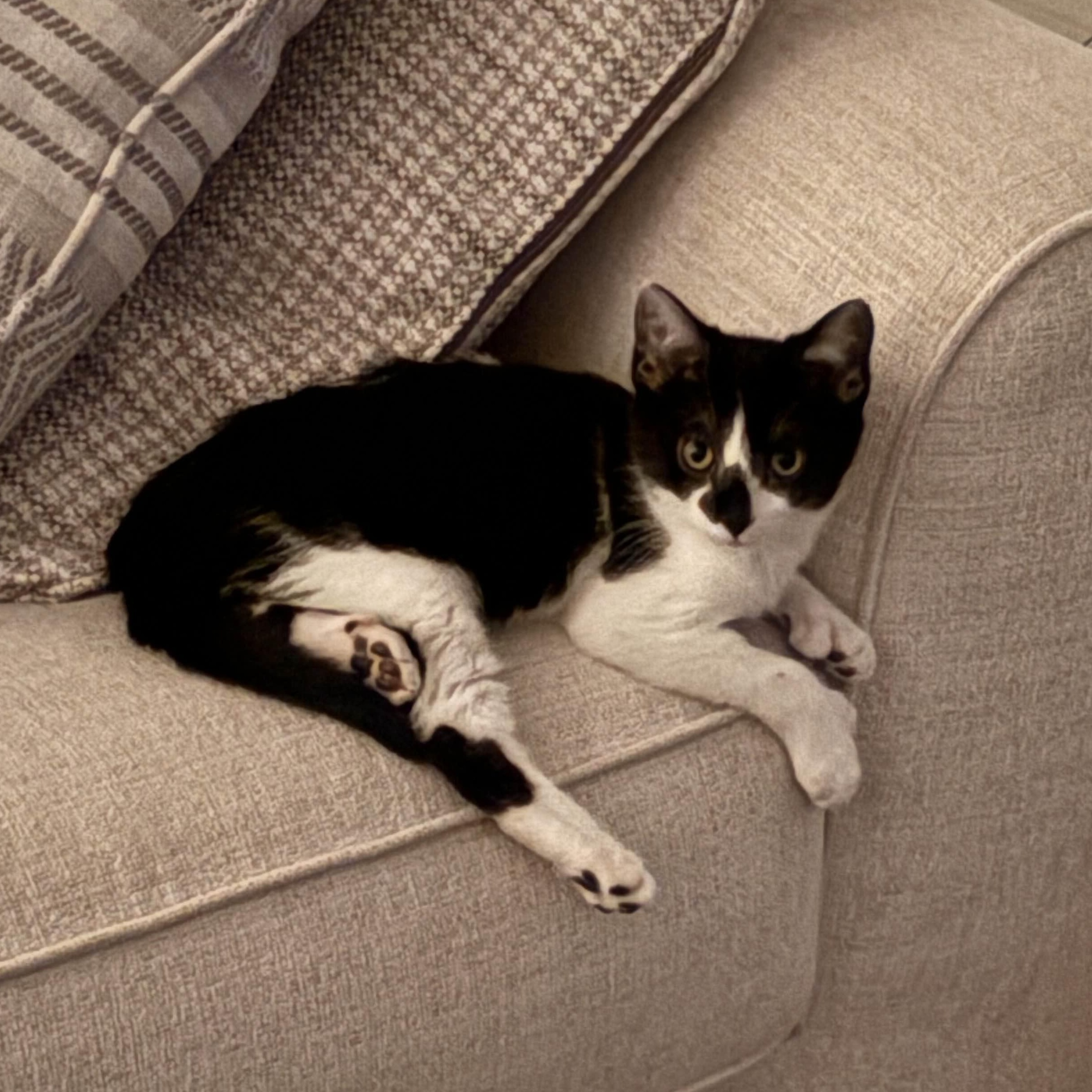 Mittens, an adopted Domestic Short Hair in Weehawken, NJ image 4/6