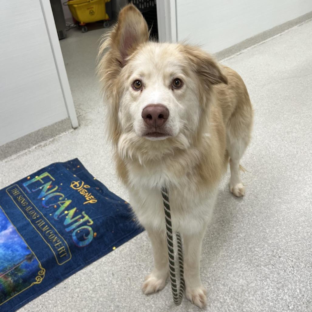 Enlarge Ryder, a Adoptable mixed breed in Novelty, OH image 1/3