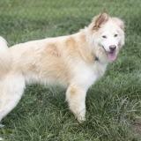 Enlarge Ryder, a Adoptable mixed breed in Novelty, OH image 2/3
