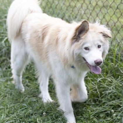 Enlarge Ryder, a Adoptable mixed breed in Novelty, OH image 3/3