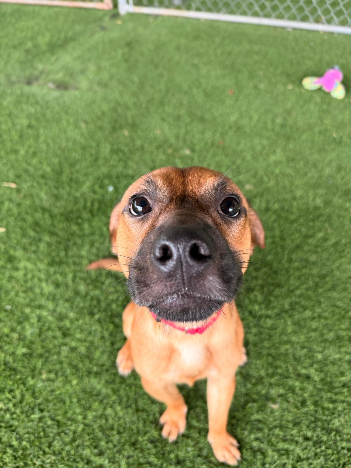 Enlarge Luca, a ADOPTABLE Mixed Breed in Morristown, NJ image 4/5