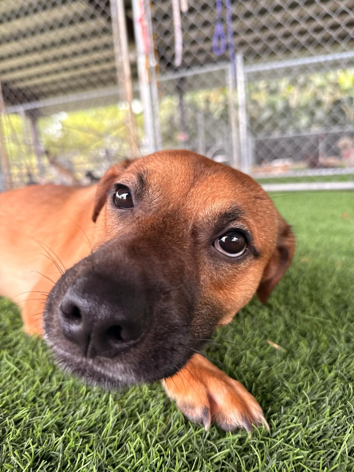 Enlarge Luca, a ADOPTABLE Mixed Breed in Morristown, NJ image 1/5