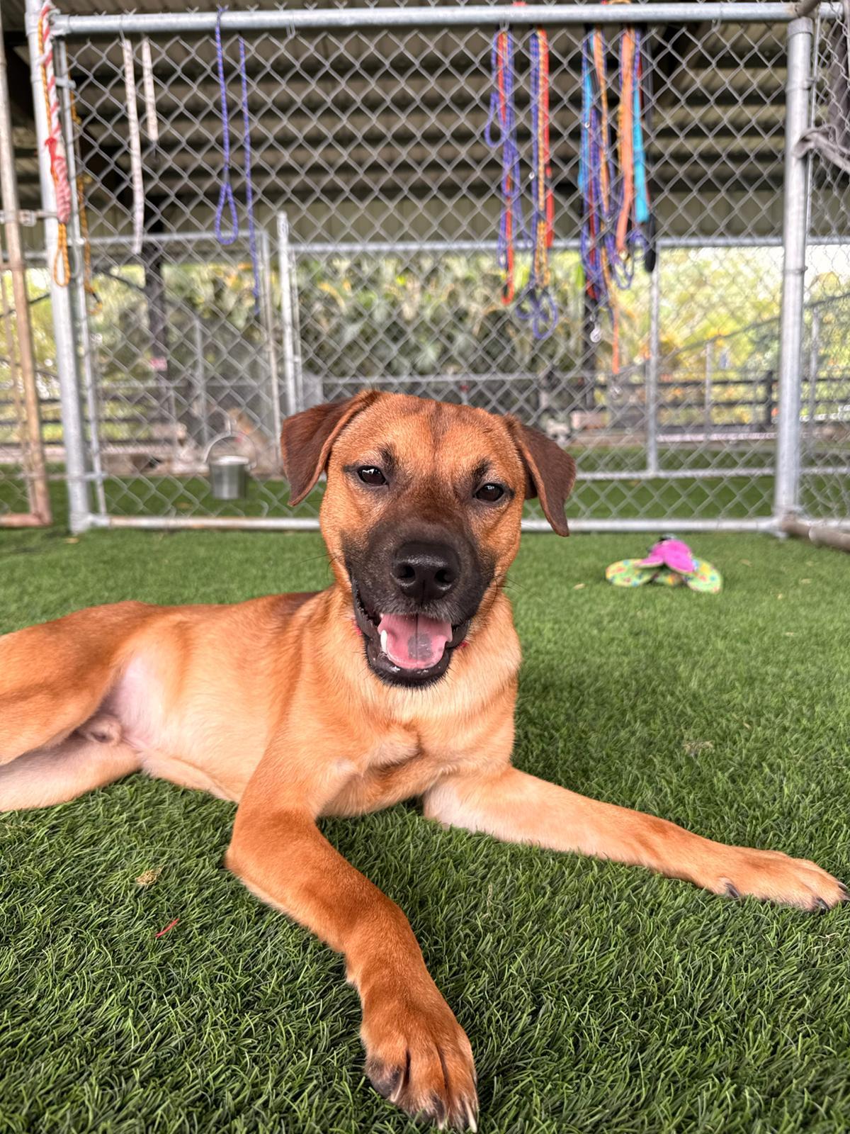 Enlarge Luca, a ADOPTABLE Mixed Breed in Morristown, NJ image 3/5