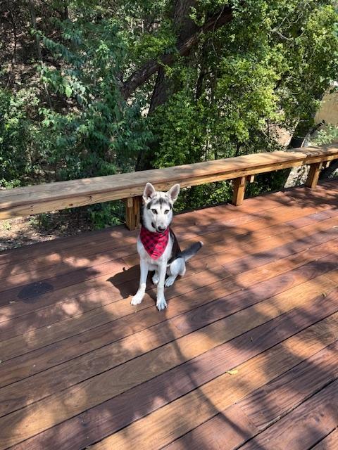 Zoe, a Adoptable mixed breed in Austin, TX image 2/3