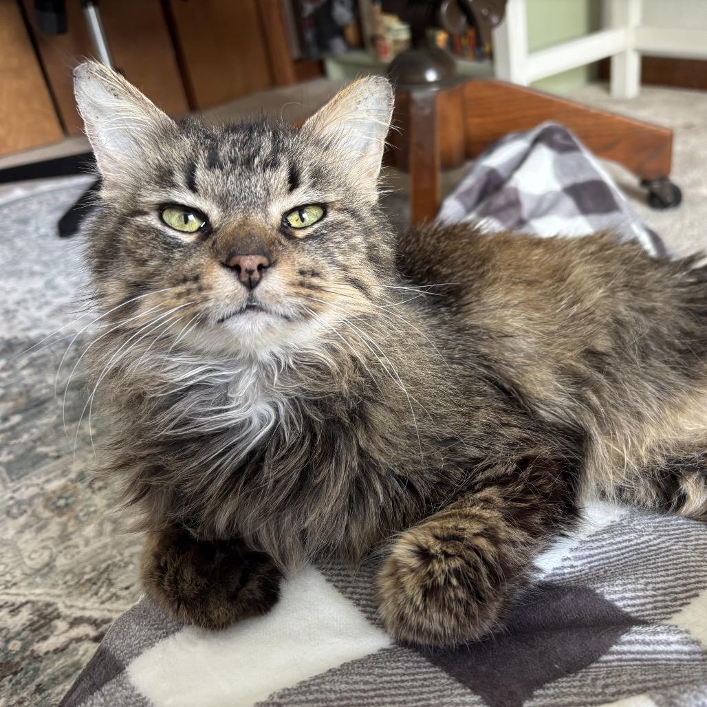 Argyle, Adoptable, Senior Male Domestic Medium Hair.