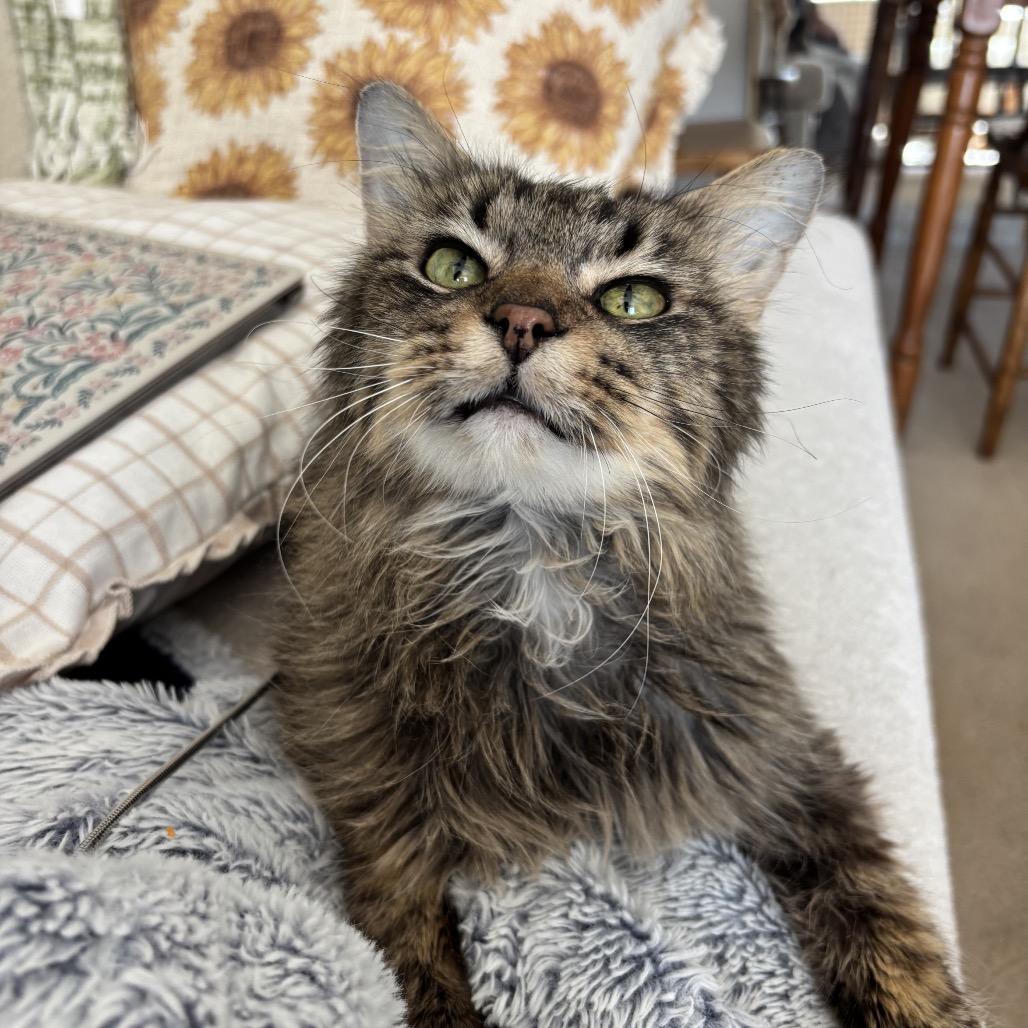 Argyle, a Adoptable Domestic Medium Hair in Columbia, MO image 2/4
