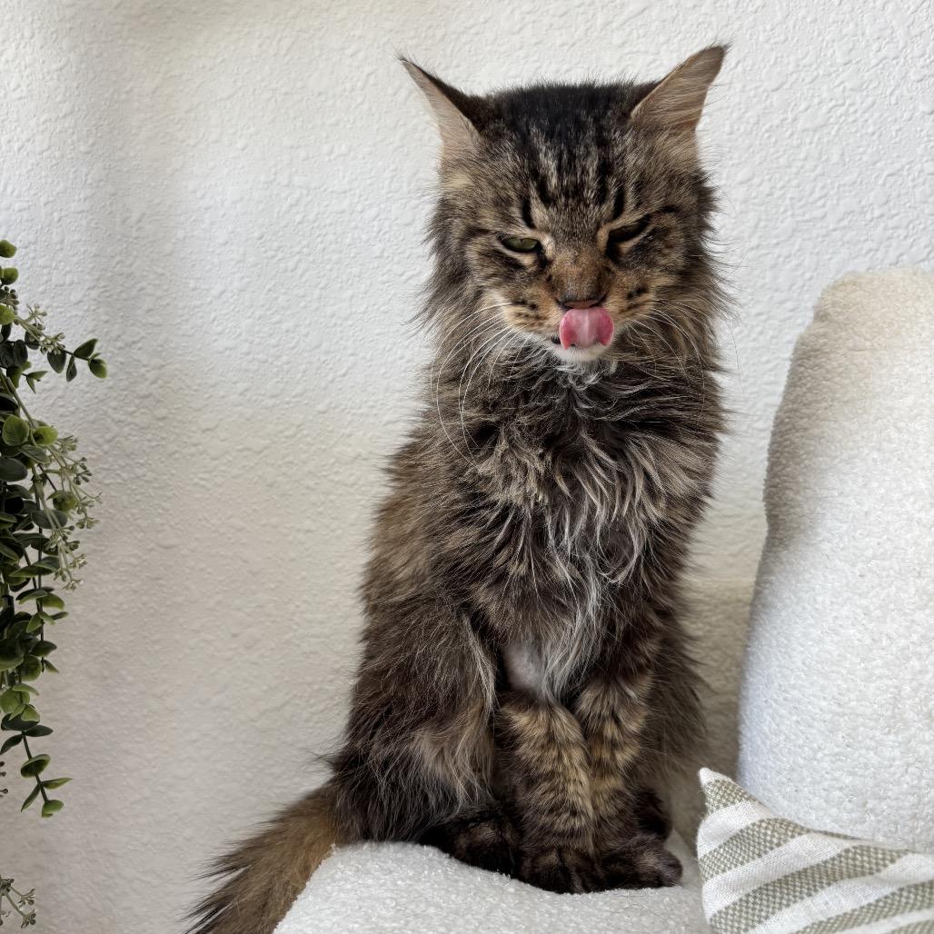 Argyle, a Adoptable Domestic Medium Hair in Columbia, MO image 3/4