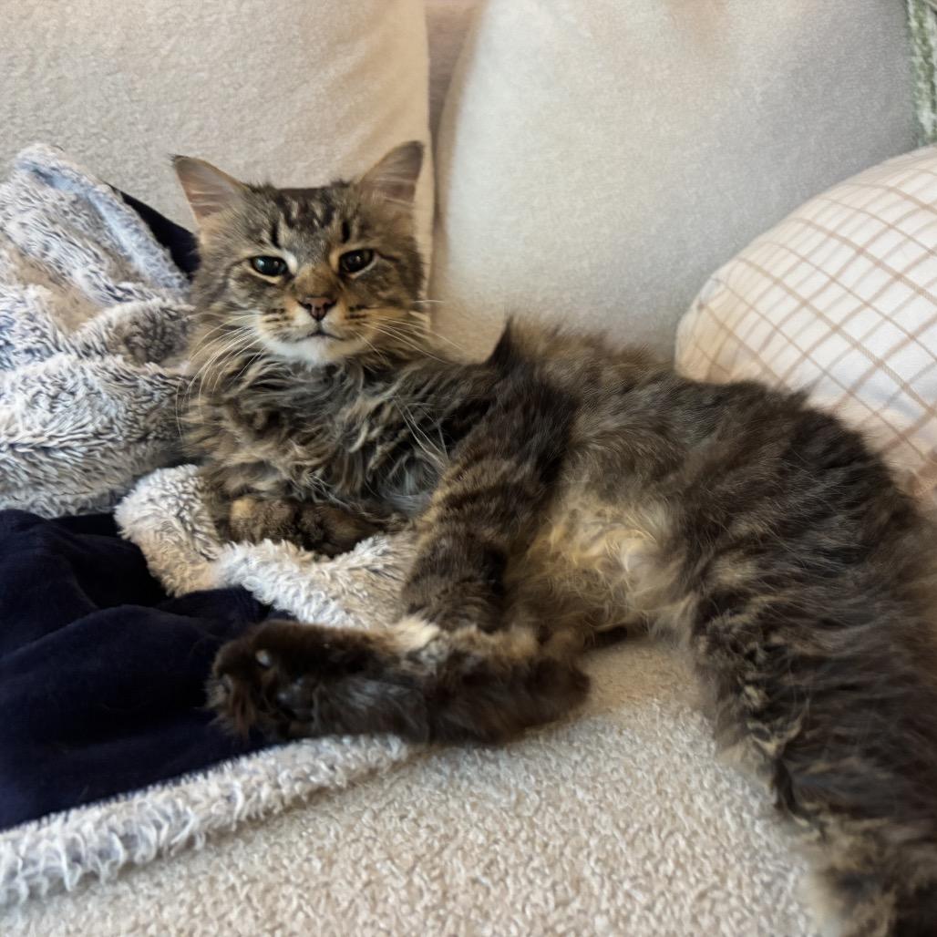 Argyle, a Adoptable Domestic Medium Hair in Columbia, MO image 4/4