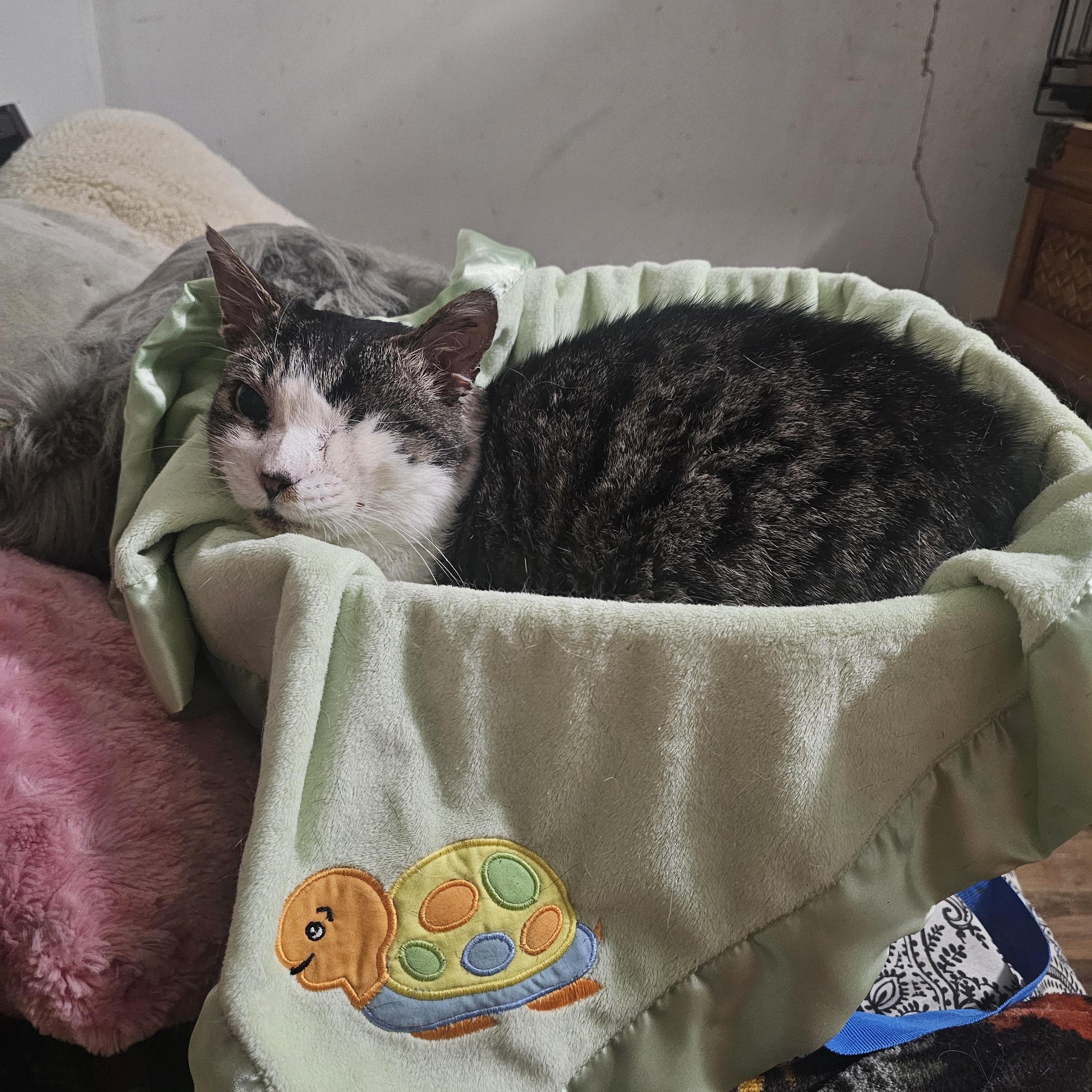 Enlarge Ragetti, a Adoptable Domestic Short Hair in Burbank, CA image 1/3