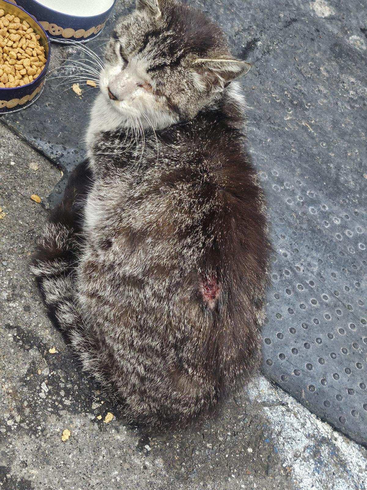 Enlarge Ragetti, a Adoptable Domestic Short Hair in Burbank, CA image 3/3