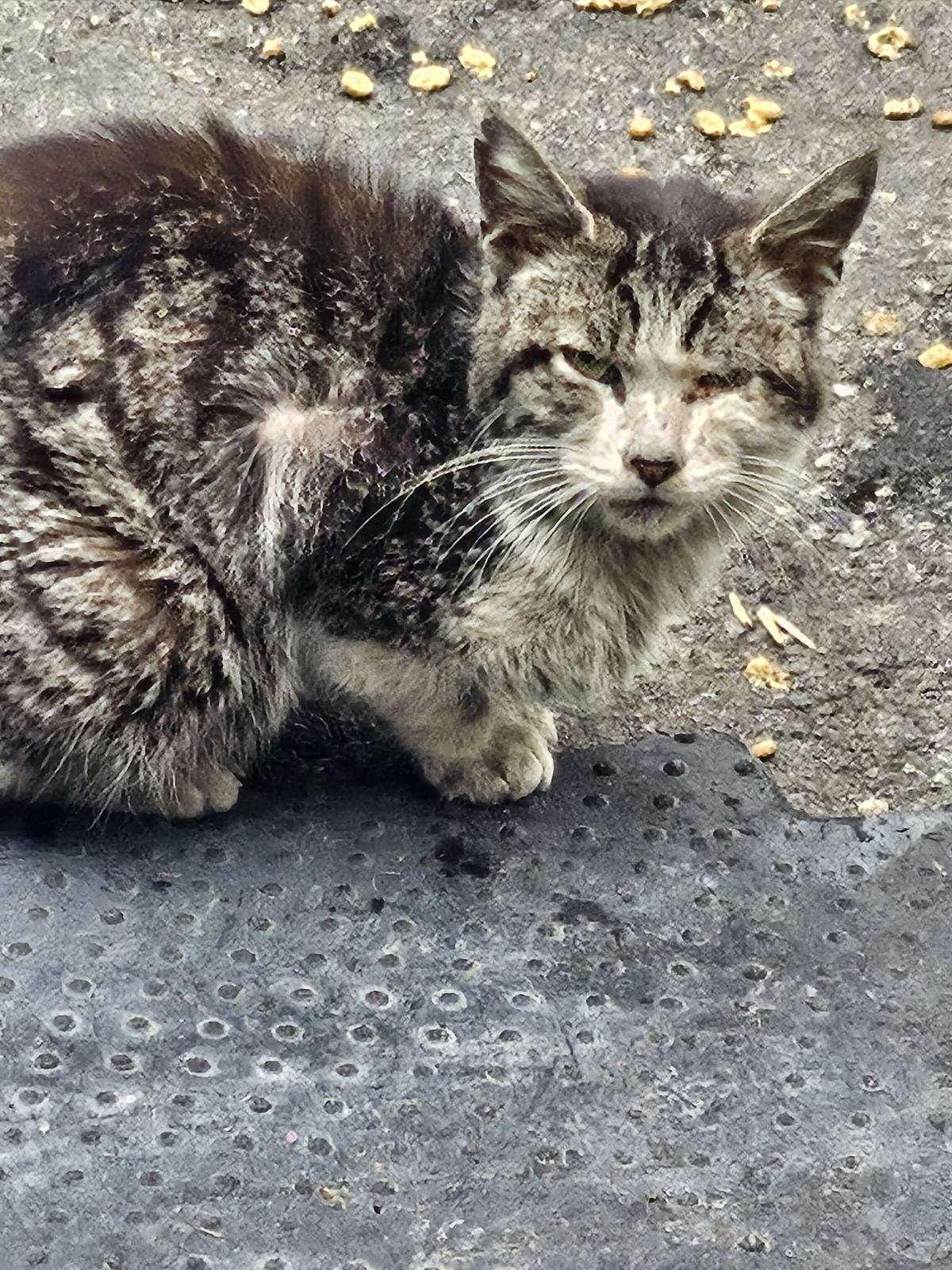 Enlarge Ragetti, a Adoptable Domestic Short Hair in Burbank, CA image 2/3