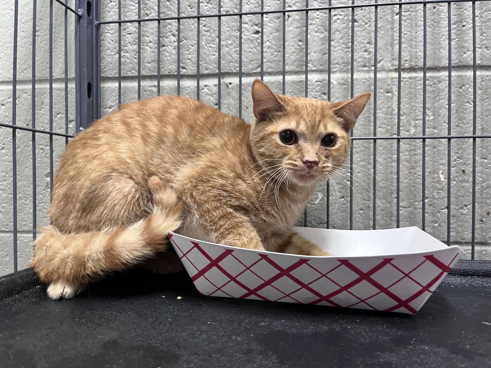 Enlarge Nemo, a Adoptable mixed breed in Carrollton, GA image 3/3