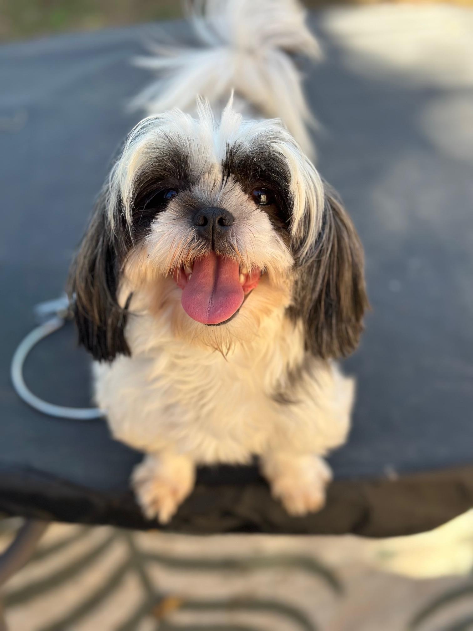 Primrose, Adoptable, Adult Female Shih Tzu.