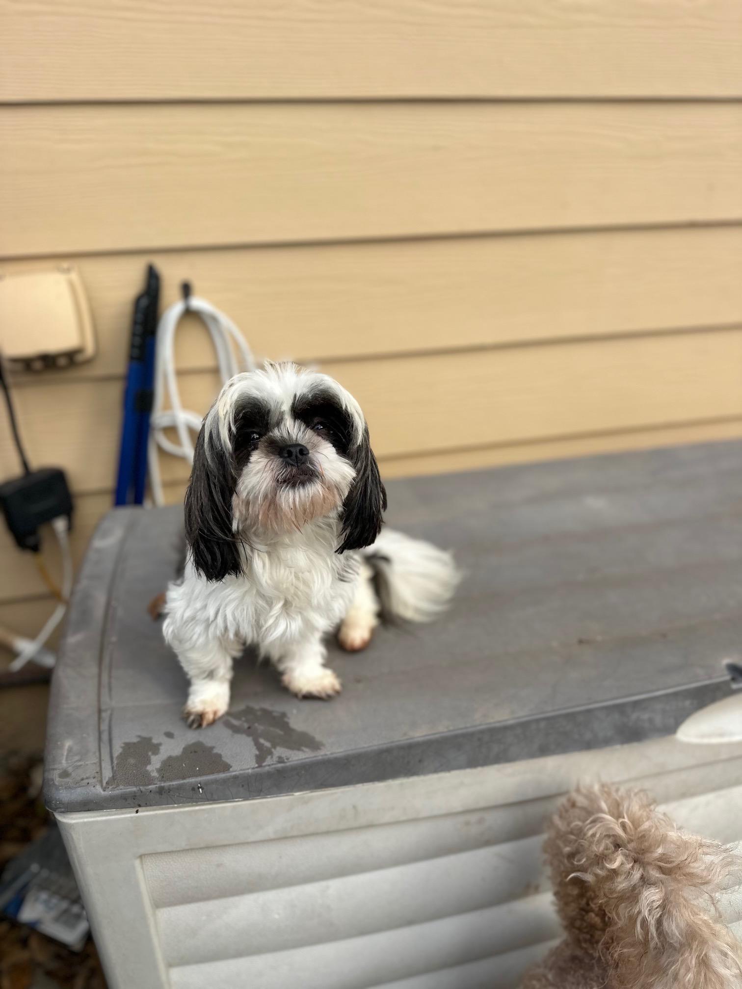 Primrose, a Adoptable Shih Tzu in Atlanta, GA image 2/6