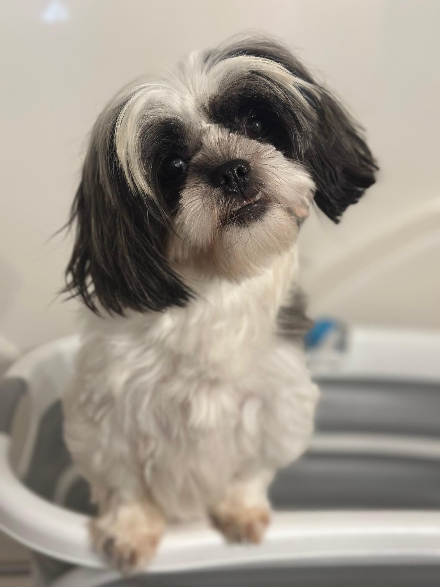 Primrose, a Adoptable Shih Tzu in Atlanta, GA image 3/6
