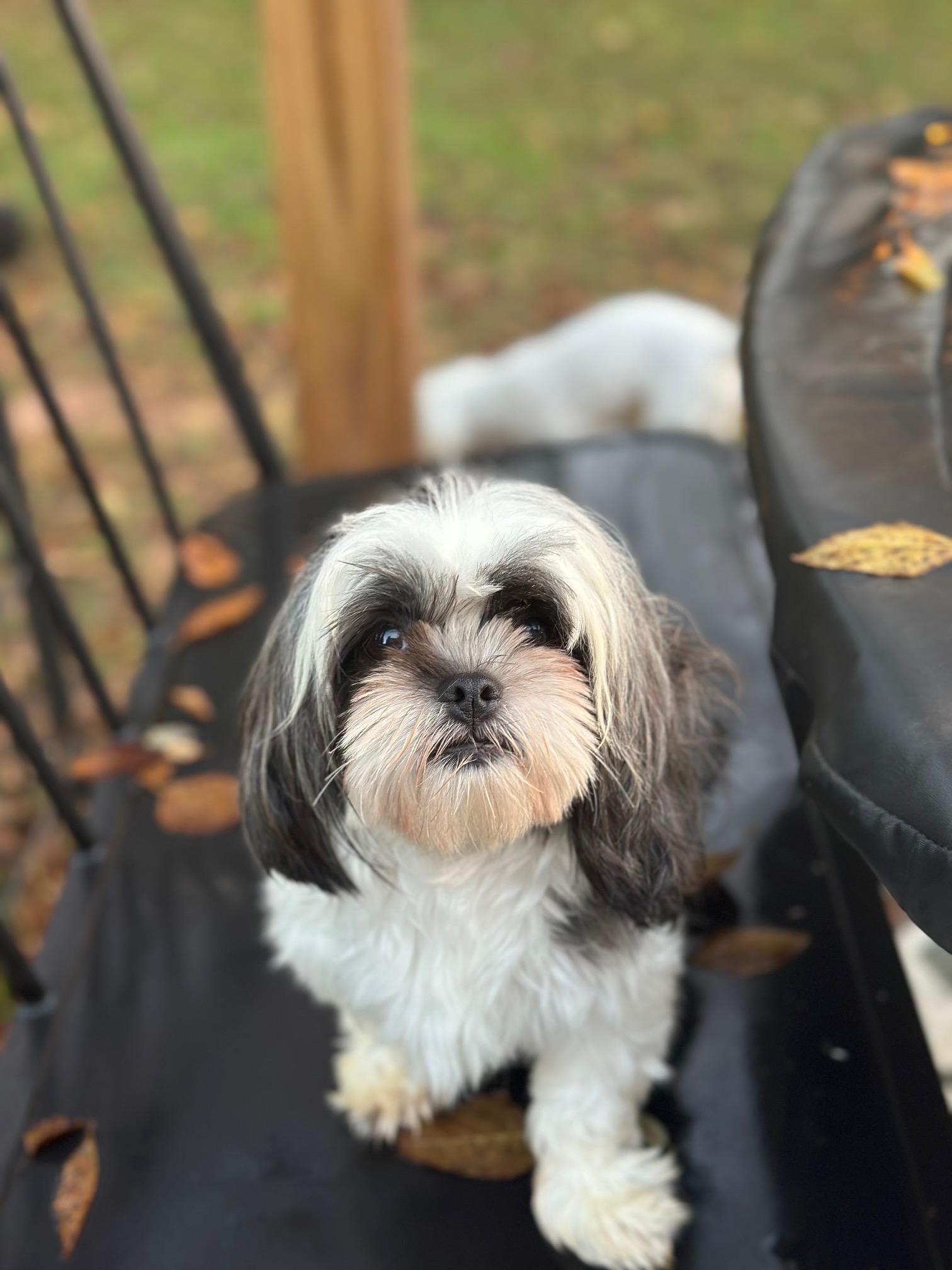 Primrose, a Adoptable Shih Tzu in Atlanta, GA image 4/6