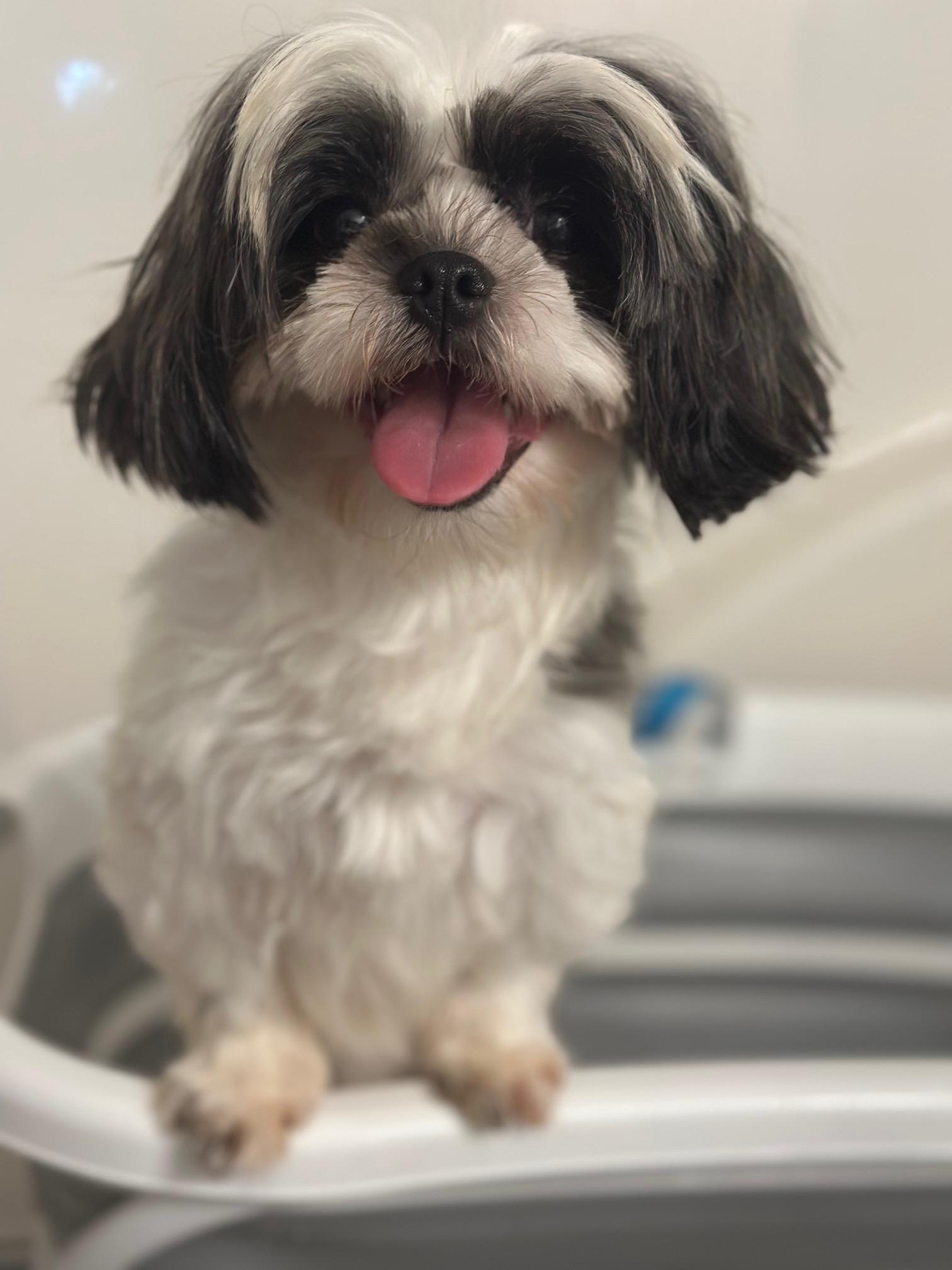 Primrose, a Adoptable Shih Tzu in Atlanta, GA image 5/6