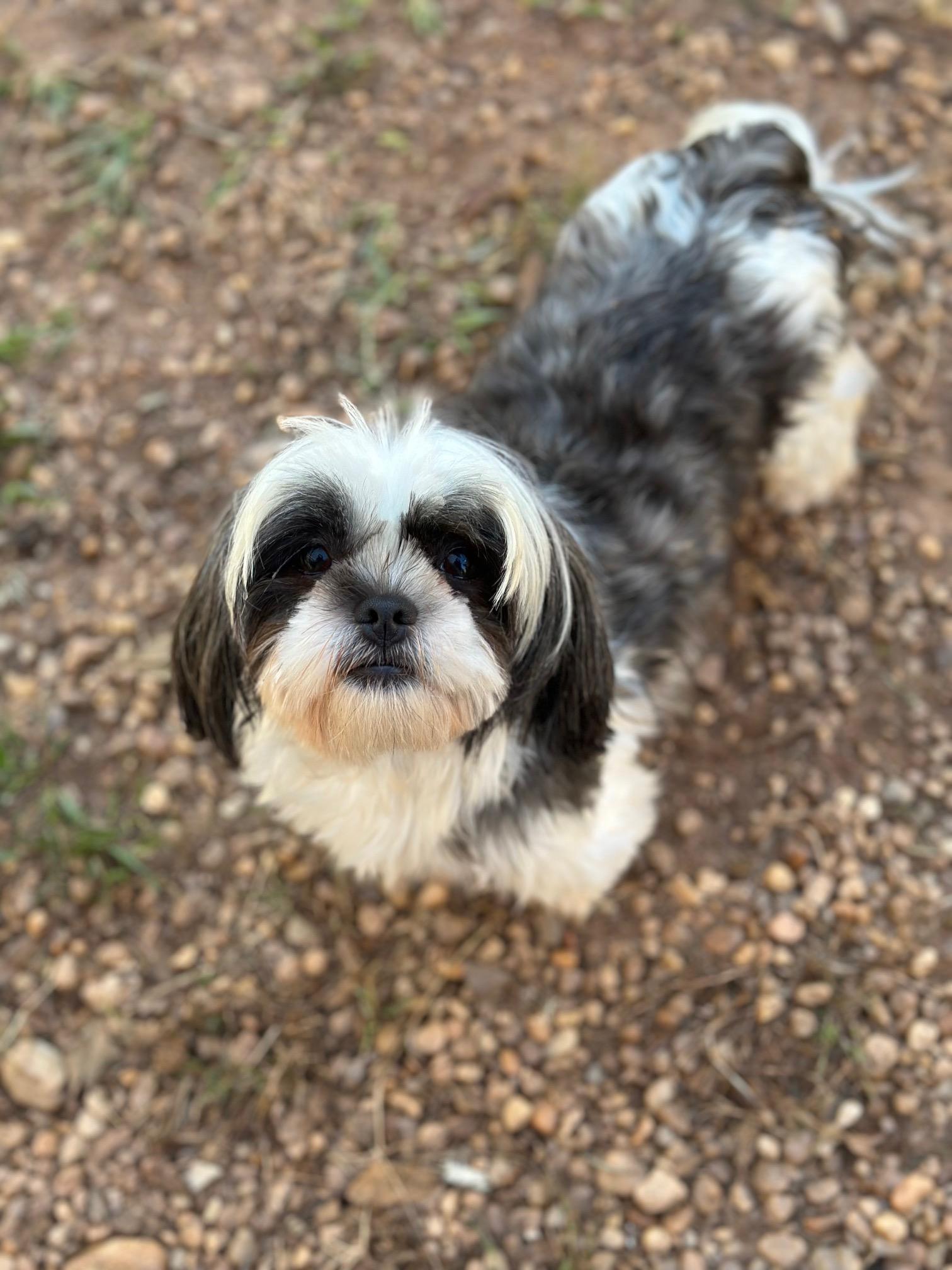 Primrose, a Adoptable Shih Tzu in Atlanta, GA image 6/6