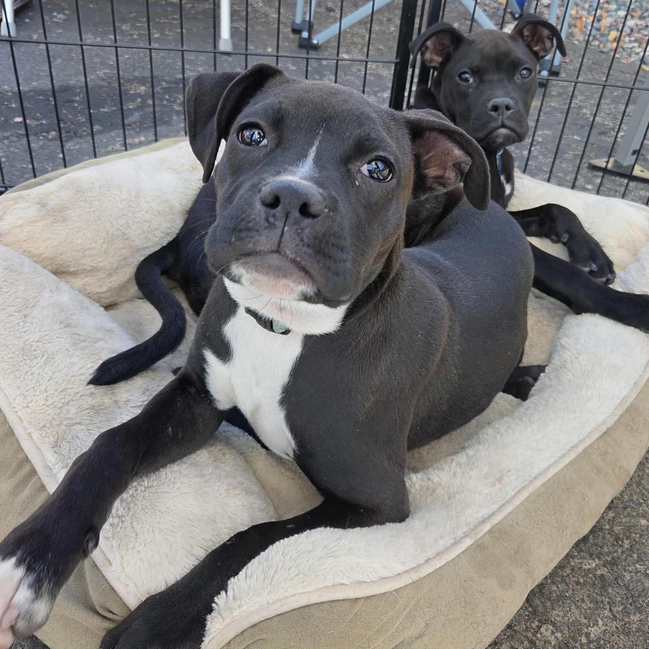 Enlarge ROSIE, a Adoptable mixed breed in Loveland, CO image 2/6