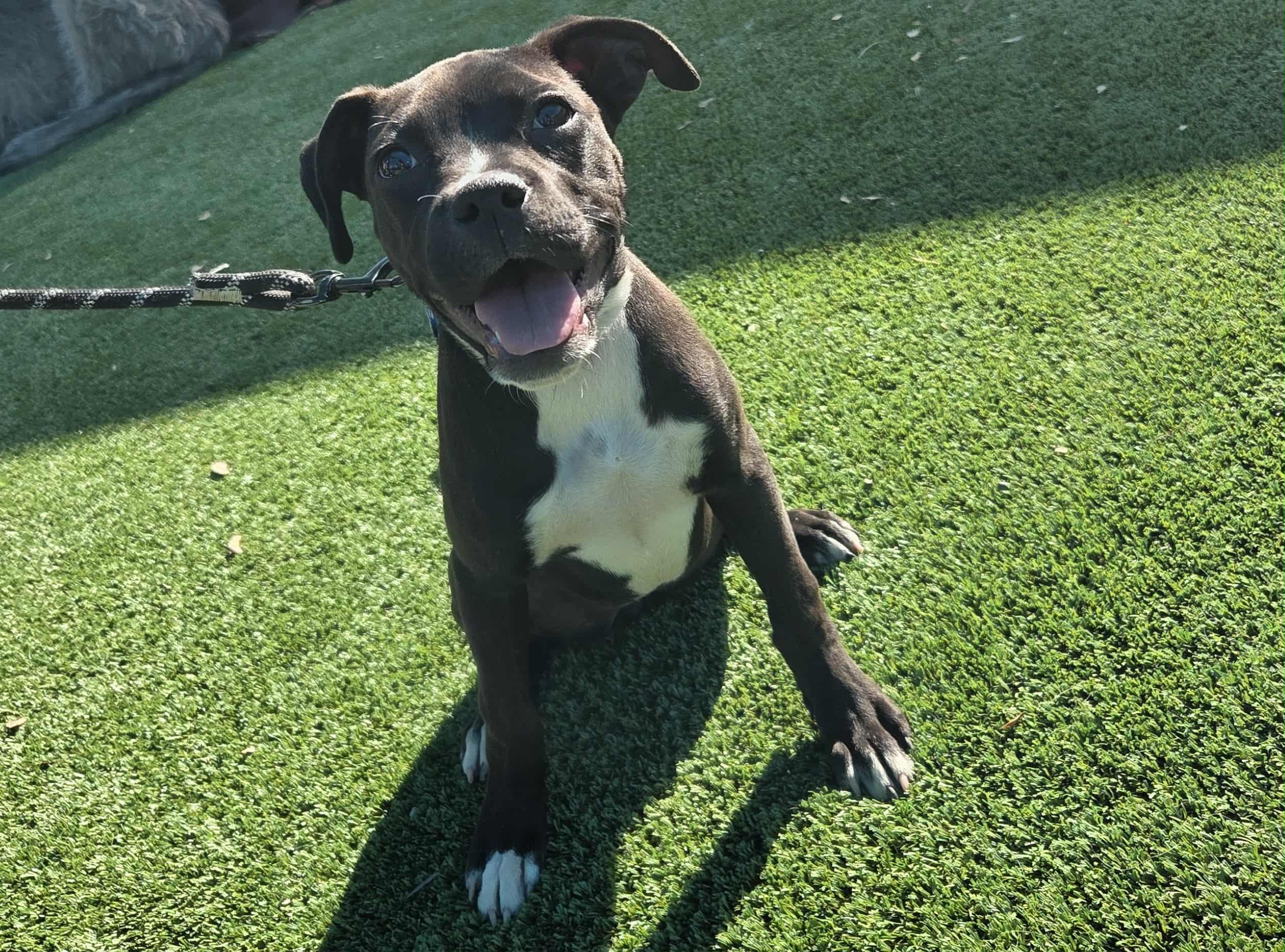 ROSIE, Adoptable, Puppy Female Boxer.