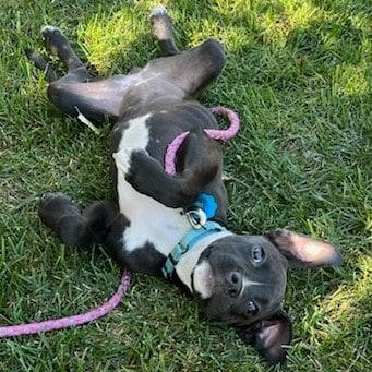 Enlarge ROSIE, a Adoptable mixed breed in Loveland, CO image 5/6