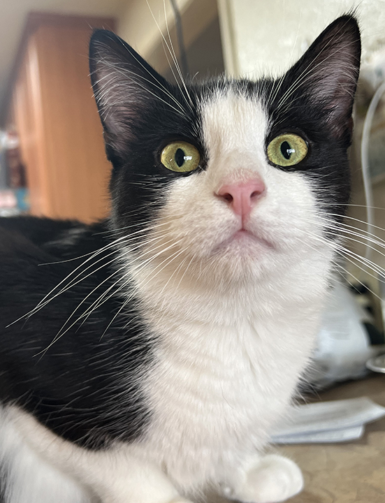 Queso, a Adoptable Domestic Short Hair in Montclair, CA image 1/5