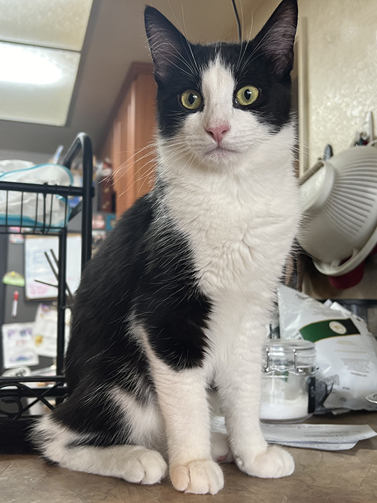 Queso, a Adoptable Domestic Short Hair in Montclair, CA image 2/5