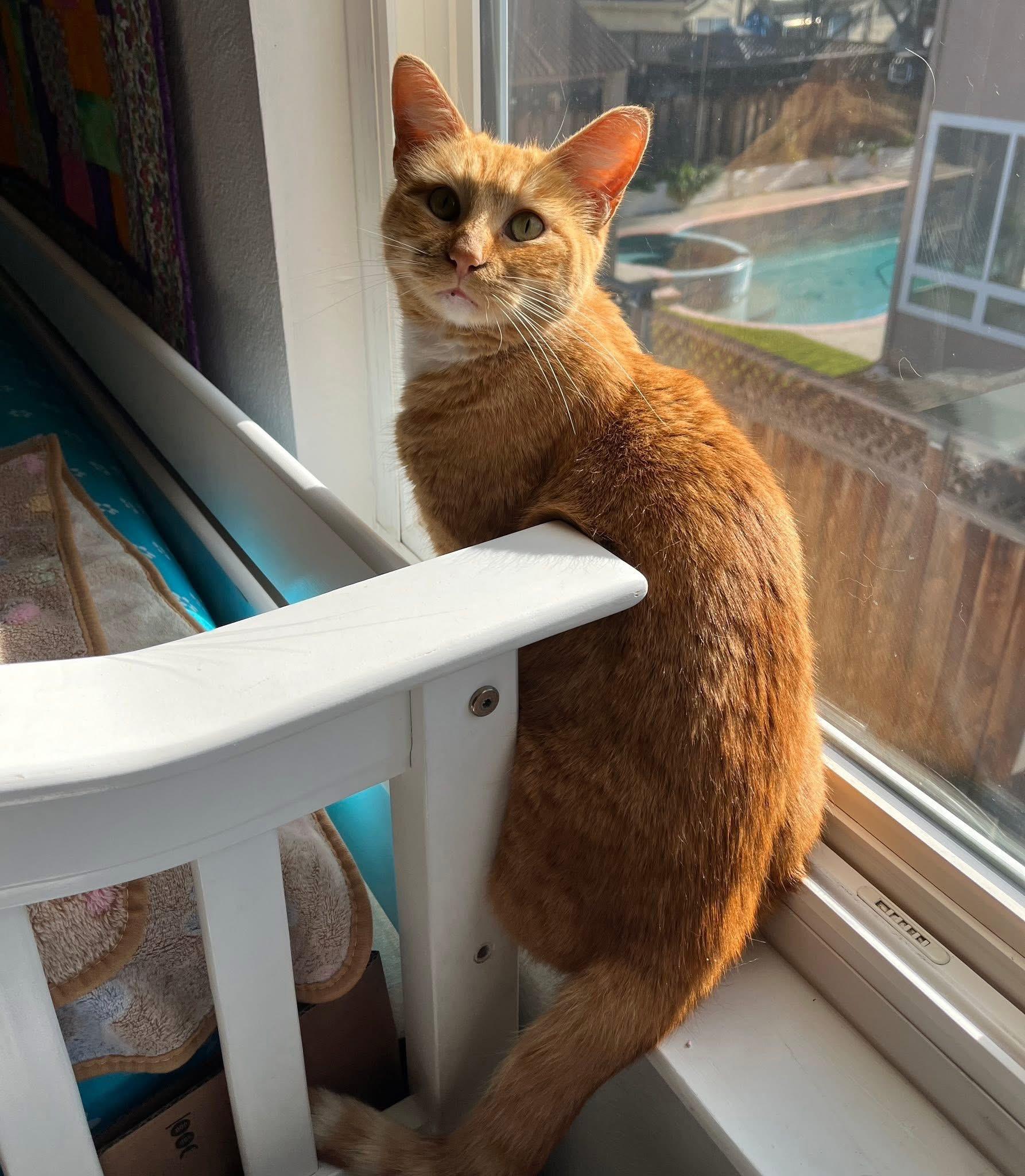 Honey, an adopted Domestic Short Hair in Redwood City, CA image 1/4