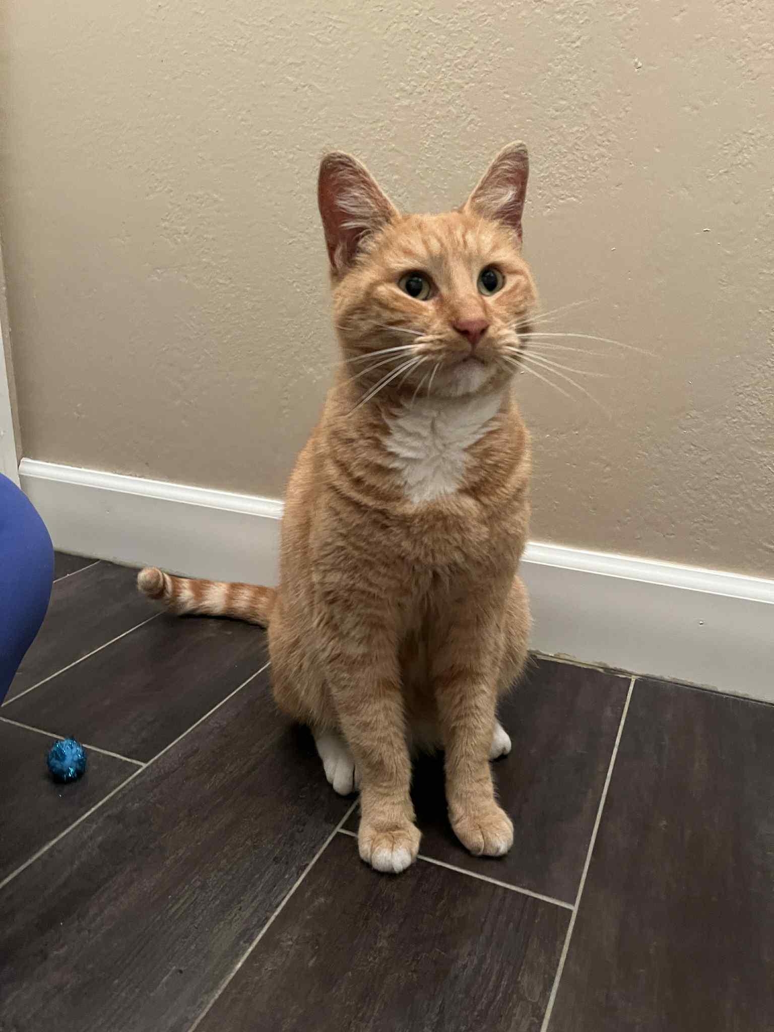 Honey, an adopted Domestic Short Hair in Redwood City, CA image 3/4