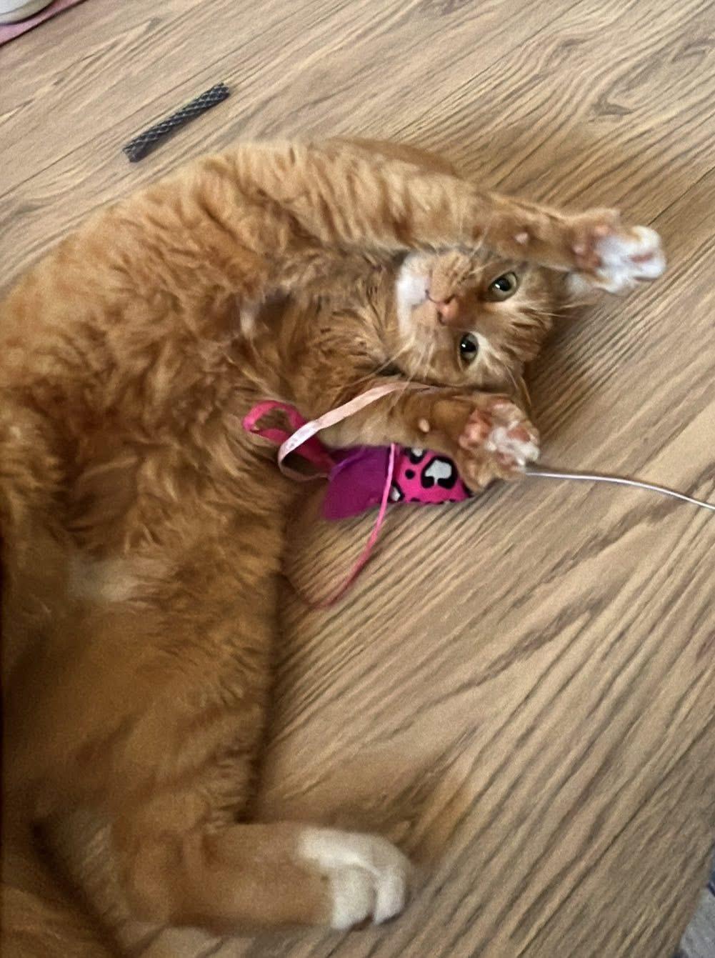 Honey, an adopted Domestic Short Hair in Redwood City, CA image 4/4