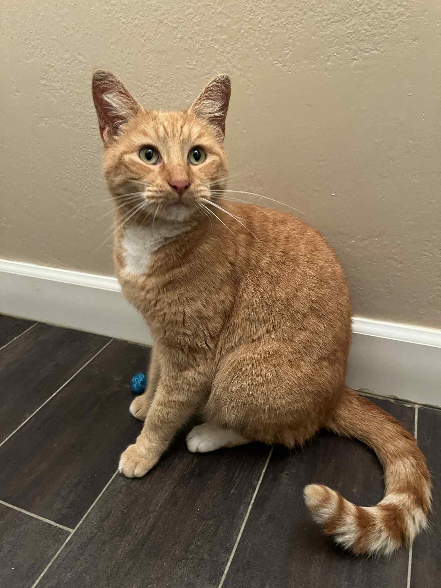 Honey, an adopted Domestic Short Hair in Redwood City, CA image 2/4