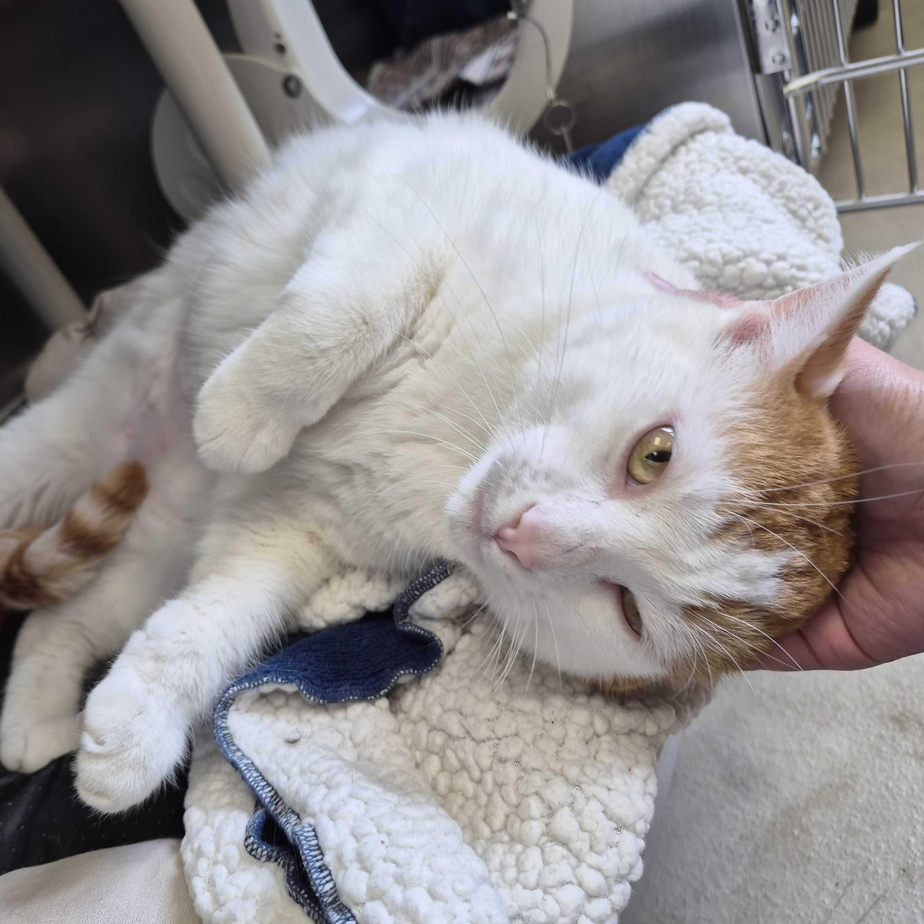 Enlarge Geppetto - Name Your Own Adoption Fee!, a ADOPTABLE Domestic Short Hair in Madison, WI image 3/4