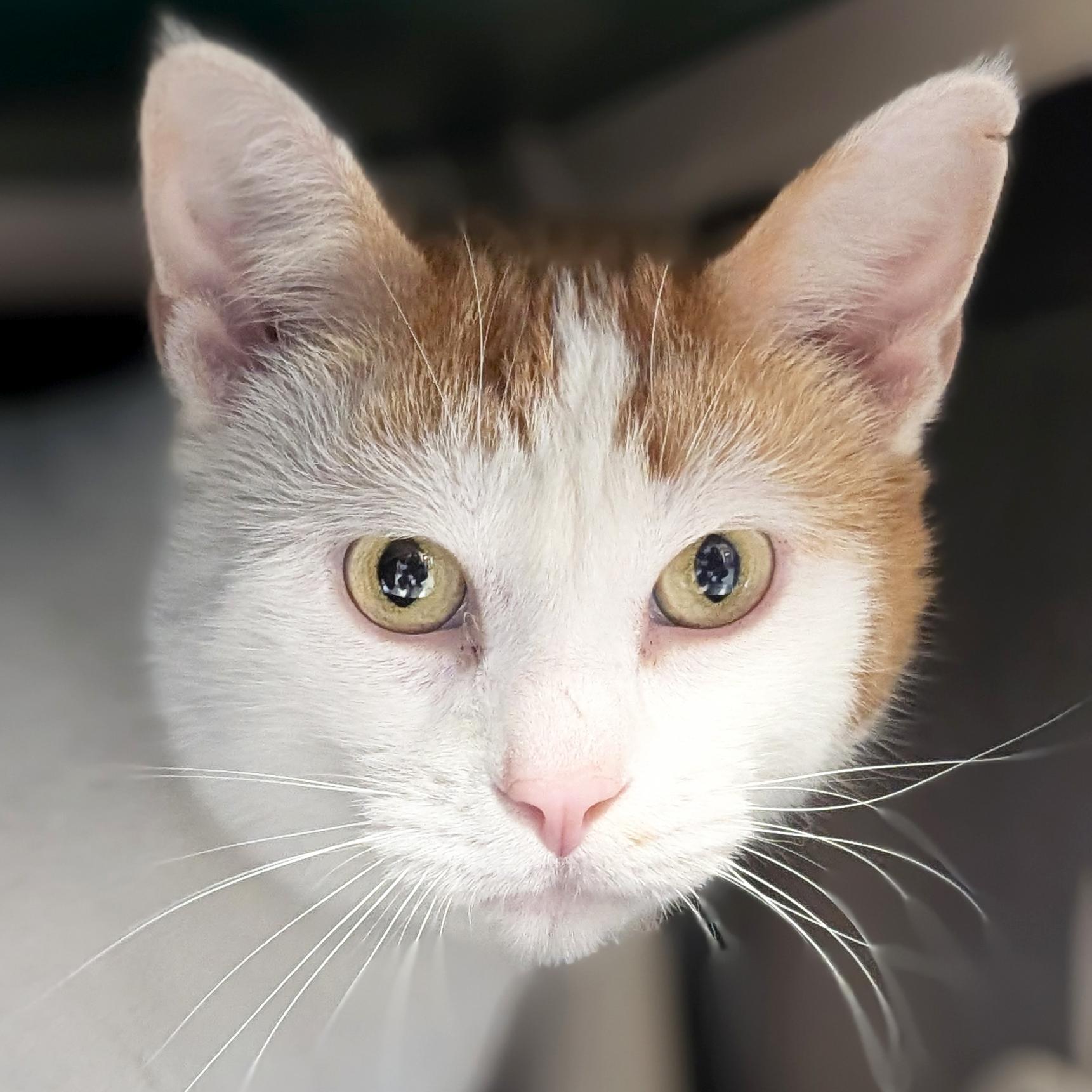 Geppetto - Name Your Own Adoption Fee!, ADOPTABLE, Adult Male Domestic Short Hair.