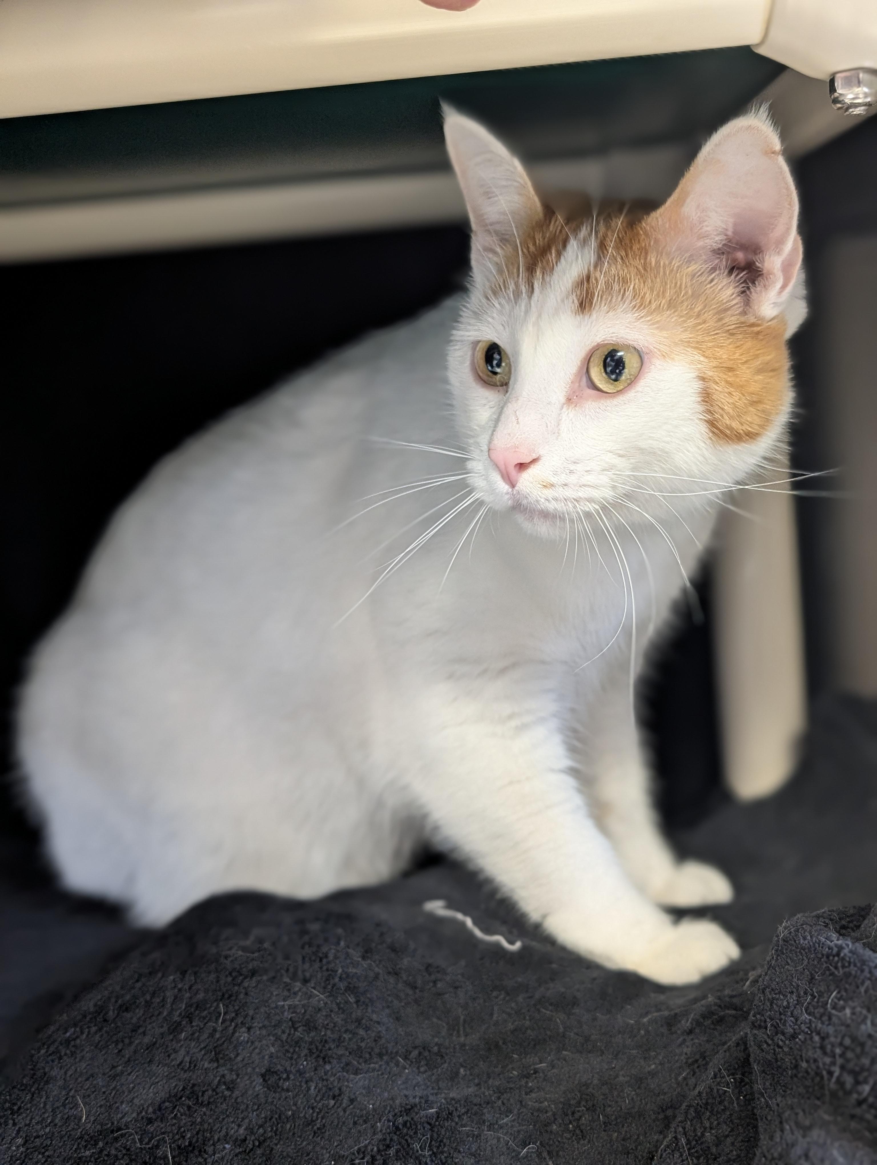 Enlarge Geppetto - Name Your Own Adoption Fee!, a ADOPTABLE Domestic Short Hair in Madison, WI image 2/4