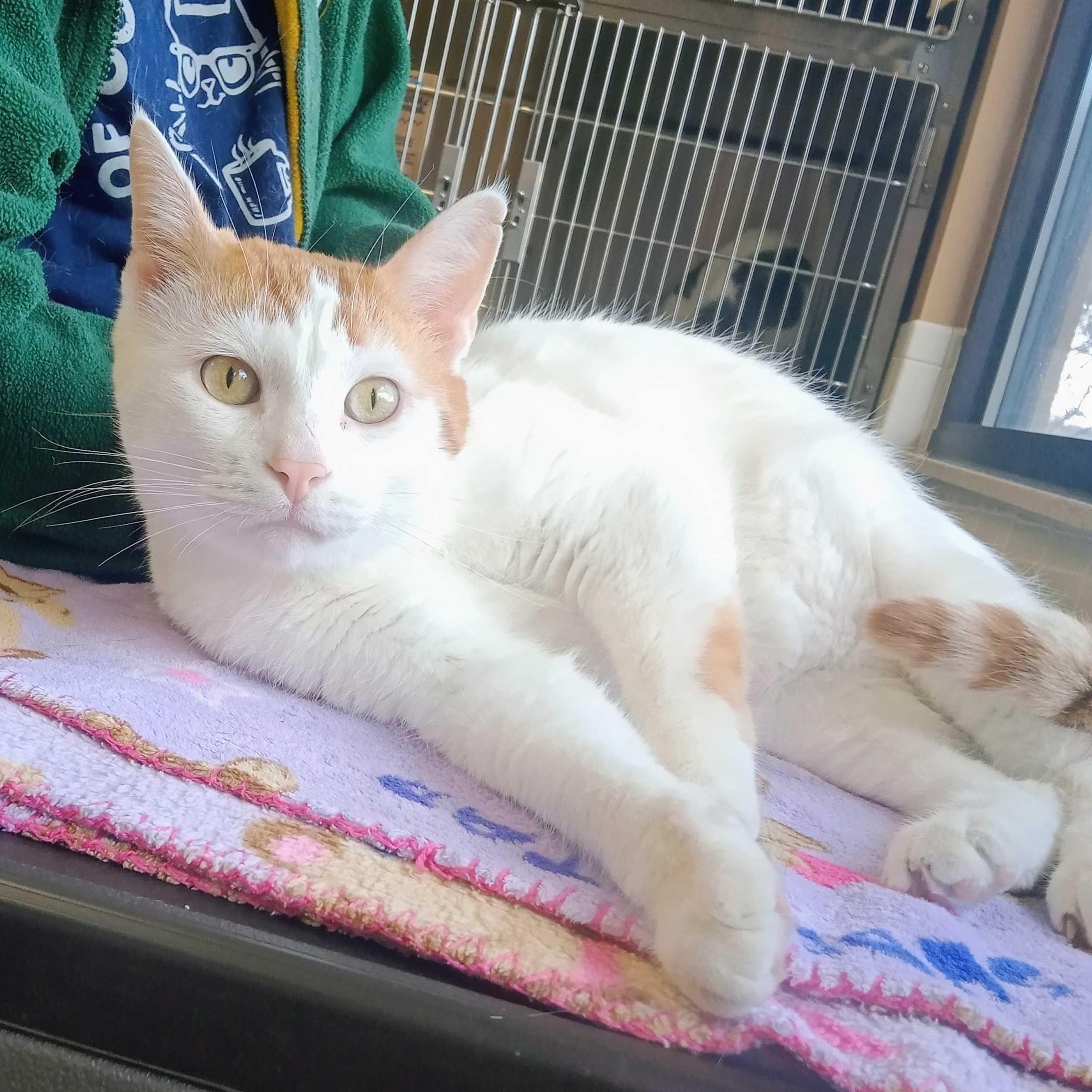 Enlarge Geppetto - Name Your Own Adoption Fee!, a ADOPTABLE Domestic Short Hair in Madison, WI image 4/4