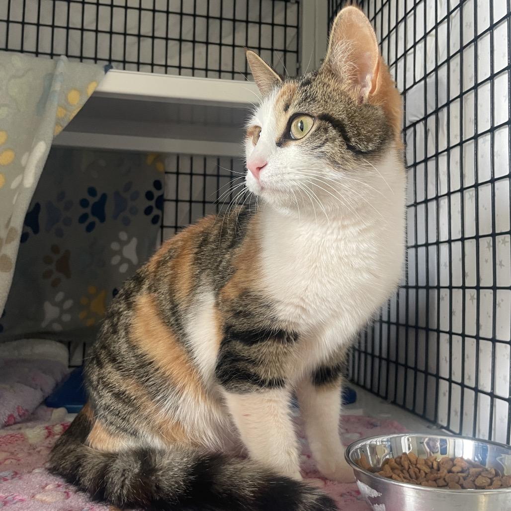 Enlarge Chisca, a Adoptable Domestic Short Hair in Chicago, IL image 1/2