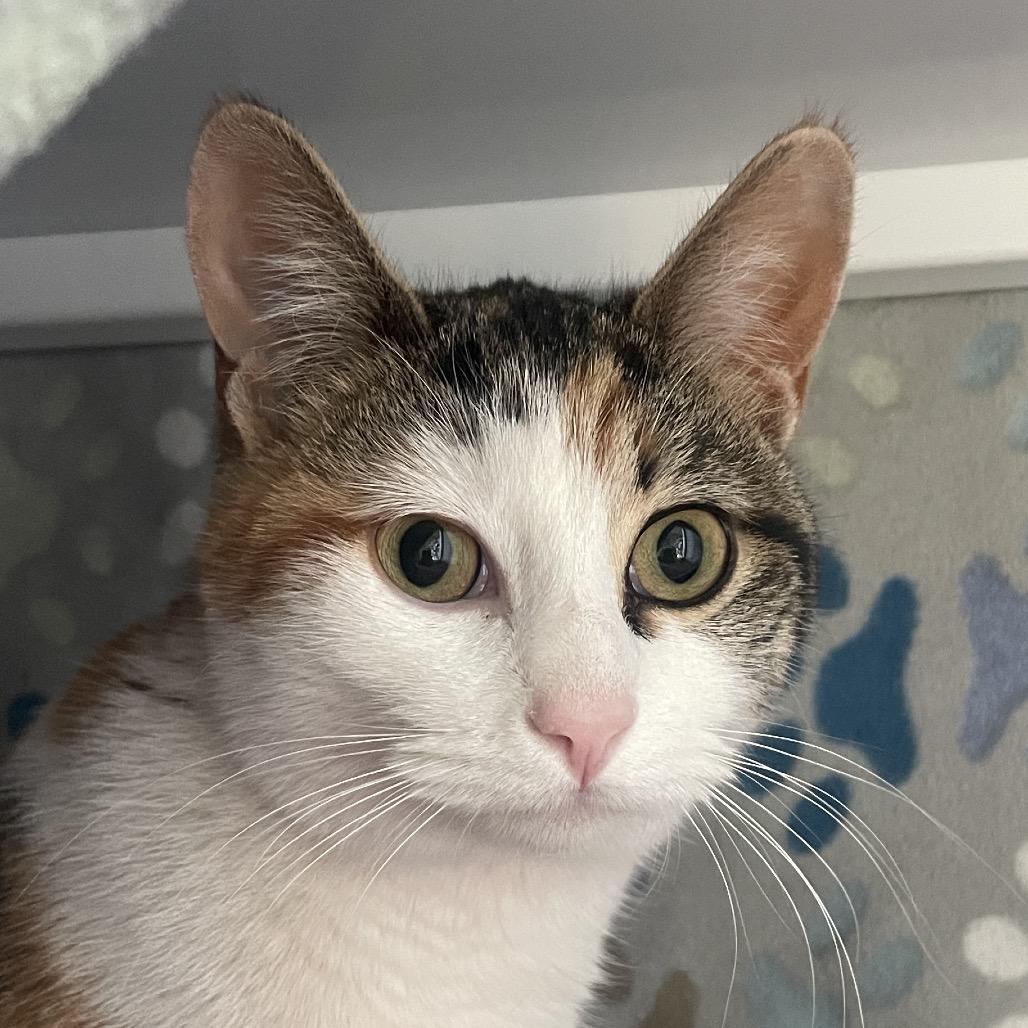 Enlarge Chisca, a Adoptable Domestic Short Hair in Chicago, IL image 2/2