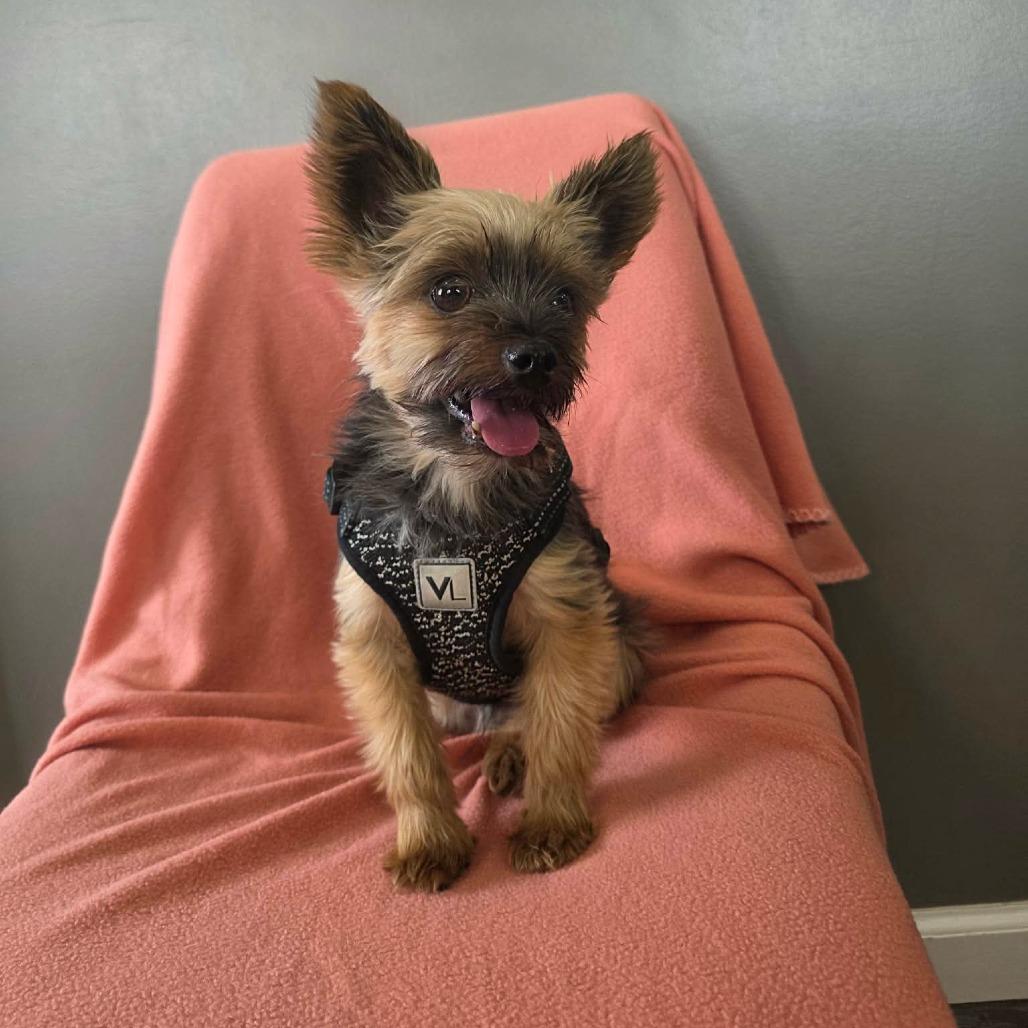 Enlarge Bellini, a Adoptable Yorkshire Terrier in Jackson, MO image 1/6