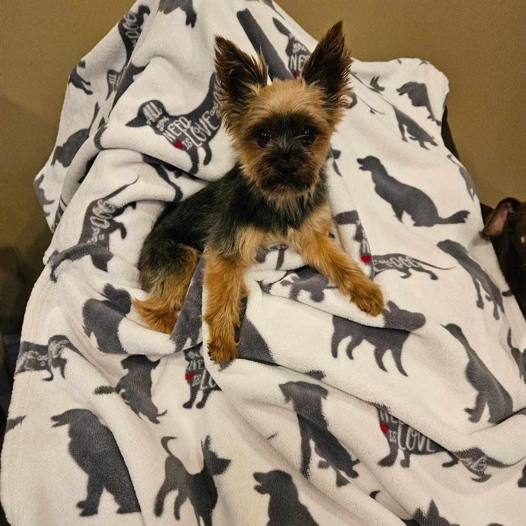 Enlarge Bellini, a Adoptable Yorkshire Terrier in Jackson, MO image 2/6