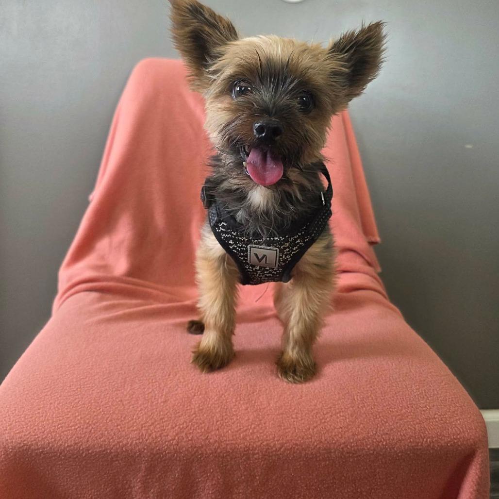 Enlarge Bellini, a Adoptable Yorkshire Terrier in Jackson, MO image 3/6