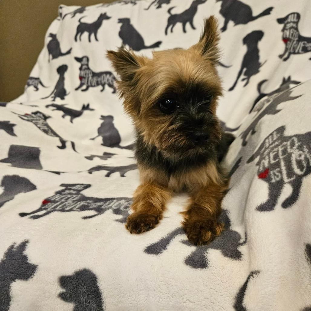 Enlarge Bellini, a Adoptable Yorkshire Terrier in Jackson, MO image 4/6