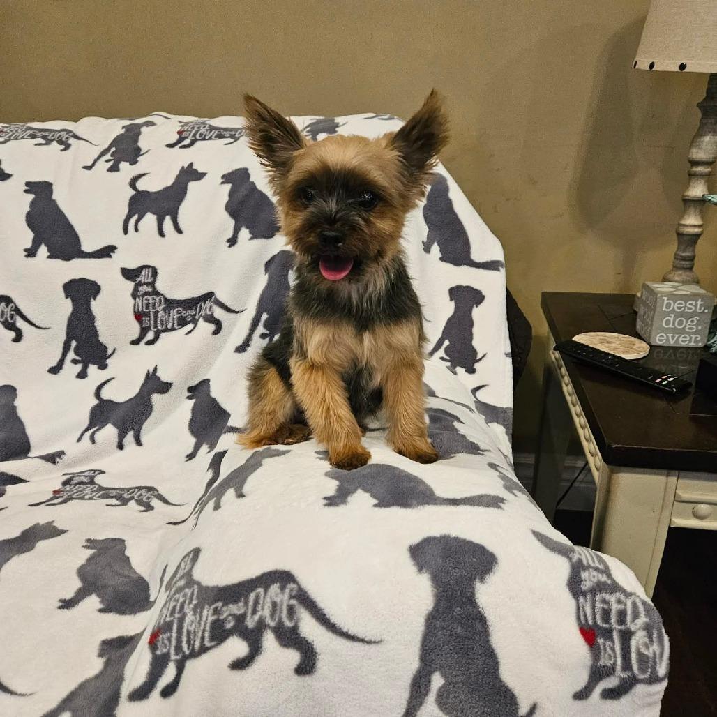 Enlarge Bellini, a Adoptable Yorkshire Terrier in Jackson, MO image 5/6
