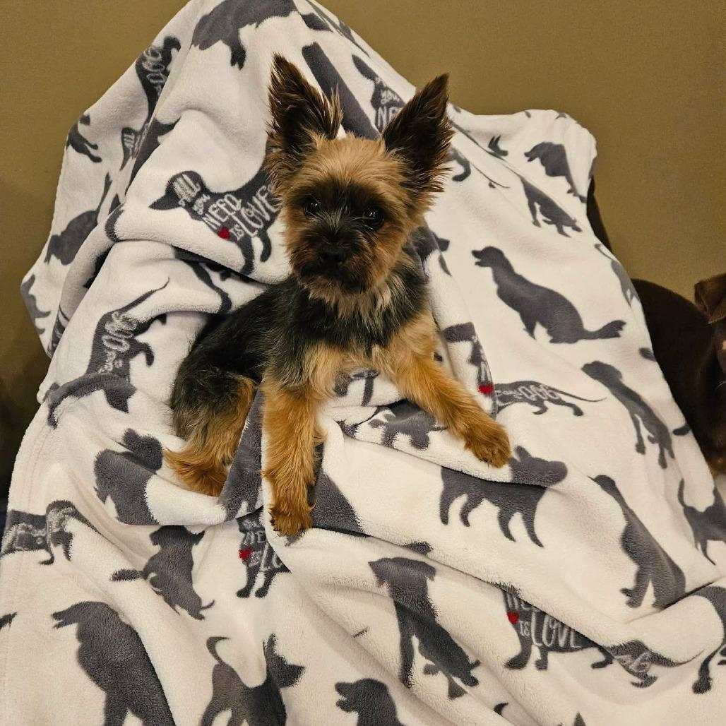 Enlarge Bellini, a Adoptable Yorkshire Terrier in Jackson, MO image 6/6
