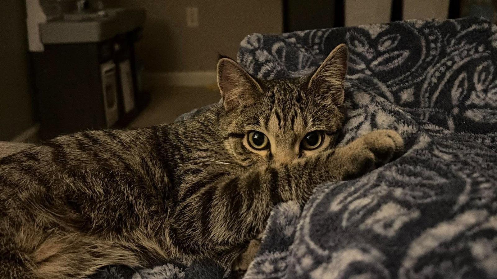 Enlarge Rio, a Adoptable mixed breed in Minneapolis, MN image 1/3
