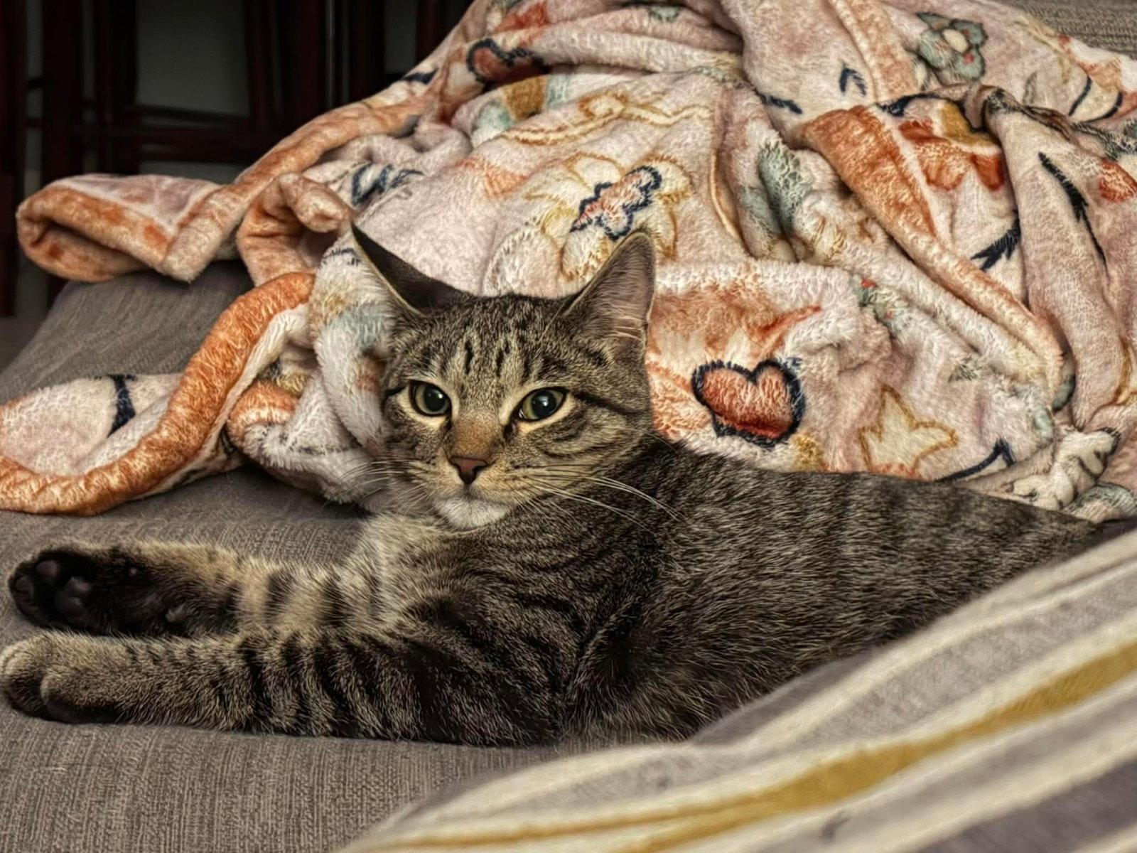 Rio, Adoptable, Kitten Male Tabby & Domestic Short Hair.