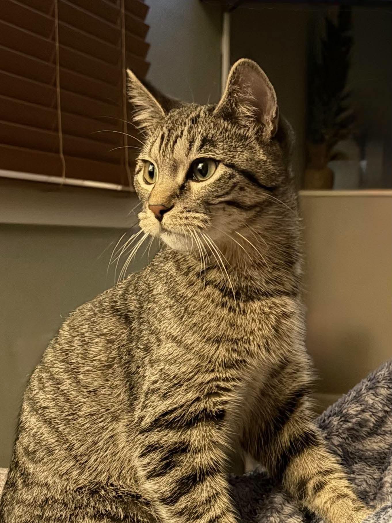 Enlarge Rio, a Adoptable mixed breed in Minneapolis, MN image 3/3