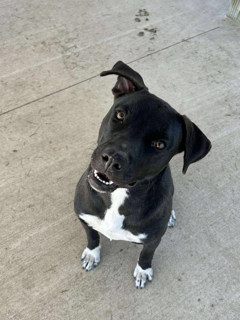 Lyla, Adoptable, Young Female Mixed Breed.