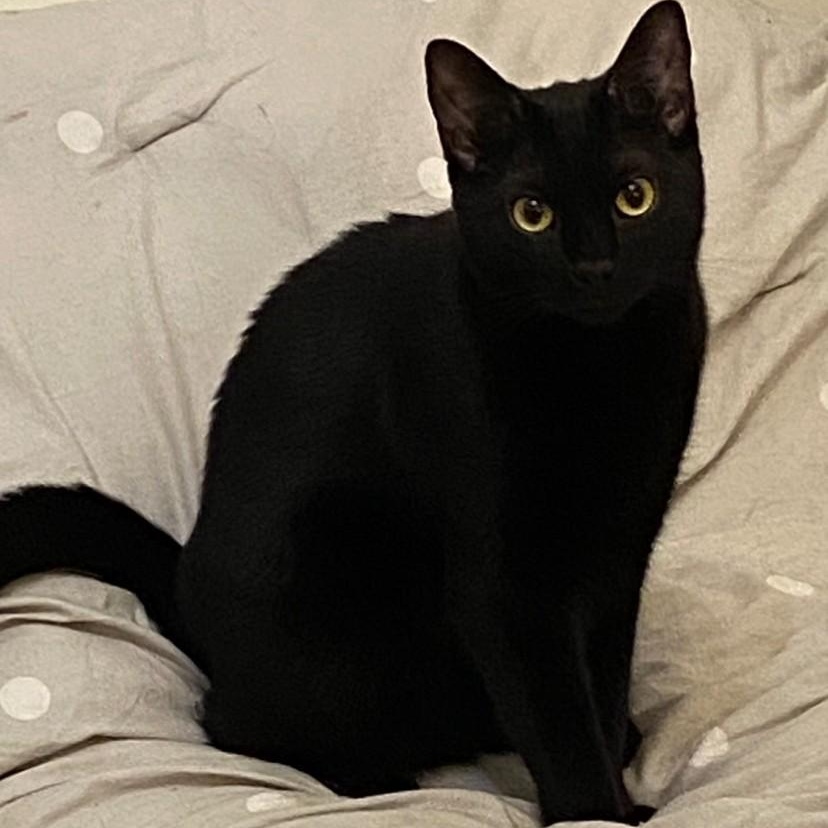 Flynn, Adoptable, Adult Male Bombay & Domestic Short Hair.