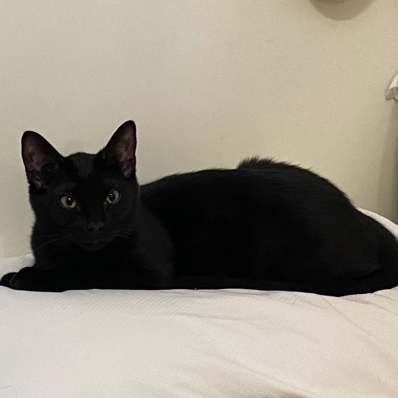 Flynn, a Adoptable mixed breed in Columbus, OH image 2/4